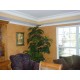 MLD06X04X07DI Diane Traditional Crown Moulding