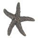StarFish Knob - Burnished Bronze